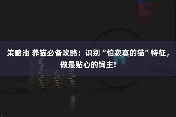 策略池 养猫必备攻略:识别“怕寂寞的猫”特征,做最贴心的饲主!